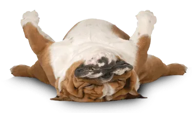 English bulldog lying on its back, with paws up in the air. Brown and white coat.