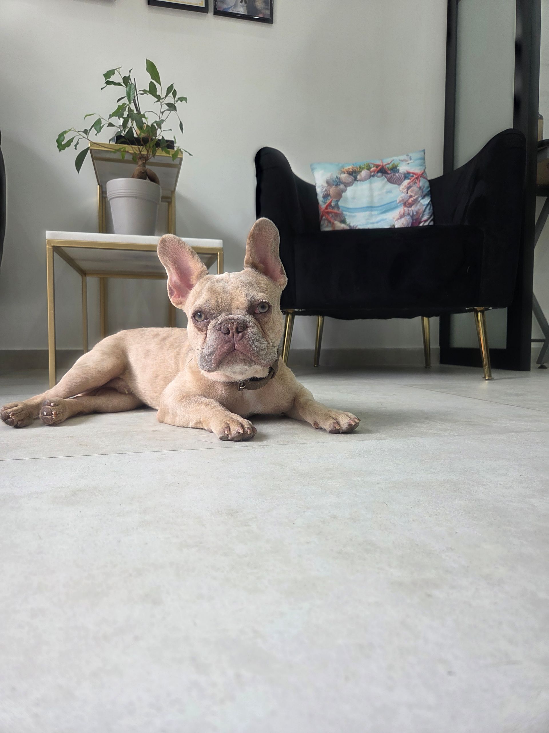 Rosario Cantaro con barboncino