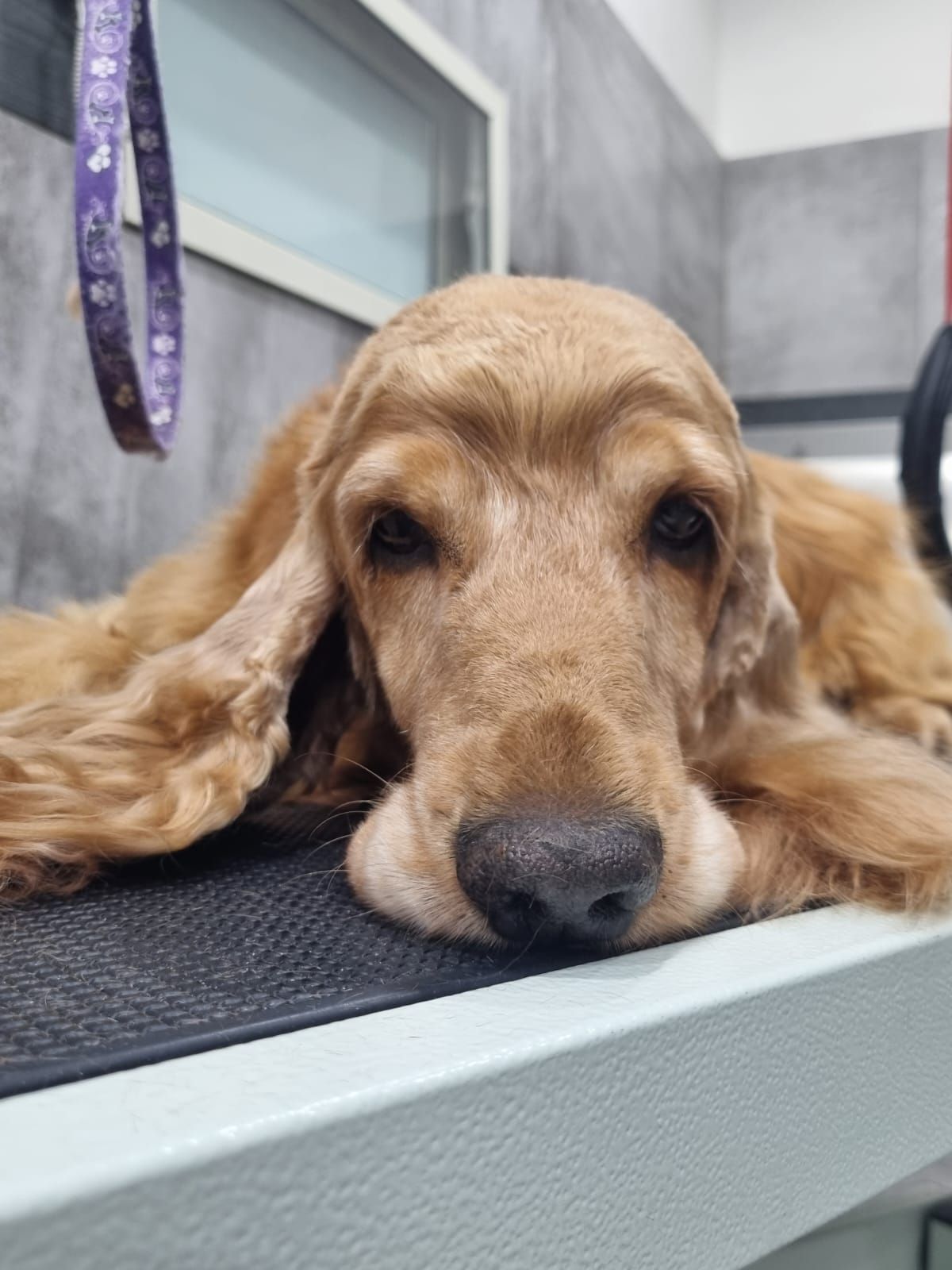 Rosario Cantaro toelettatore