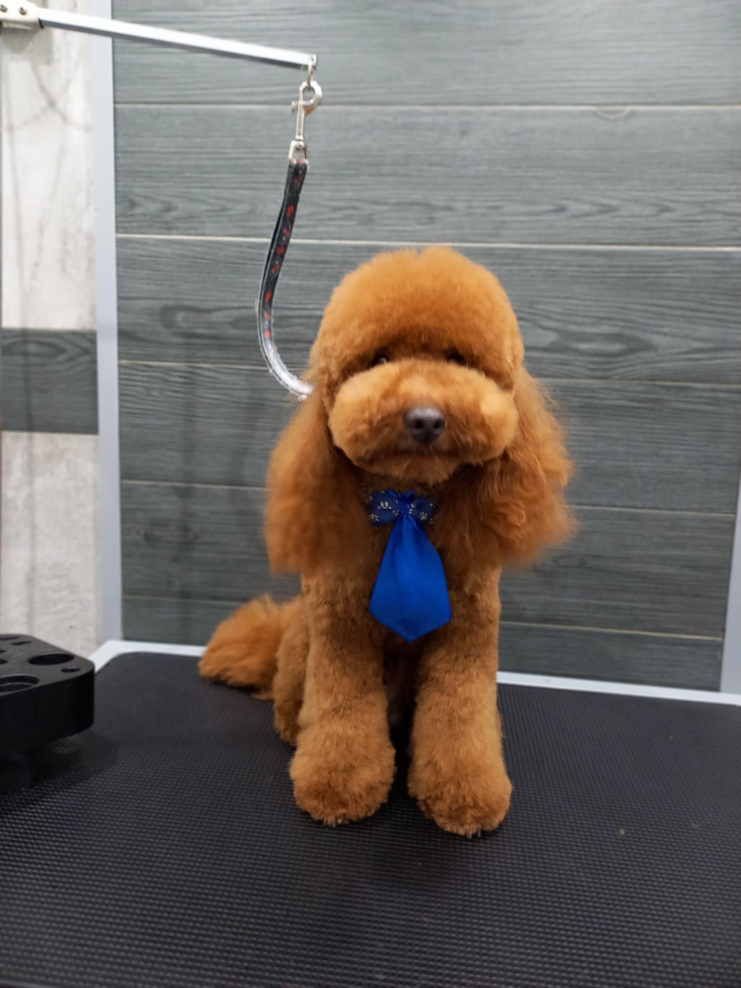 Barboncino marrone con cravatta blu, curato professionalmente in un salone per animali.