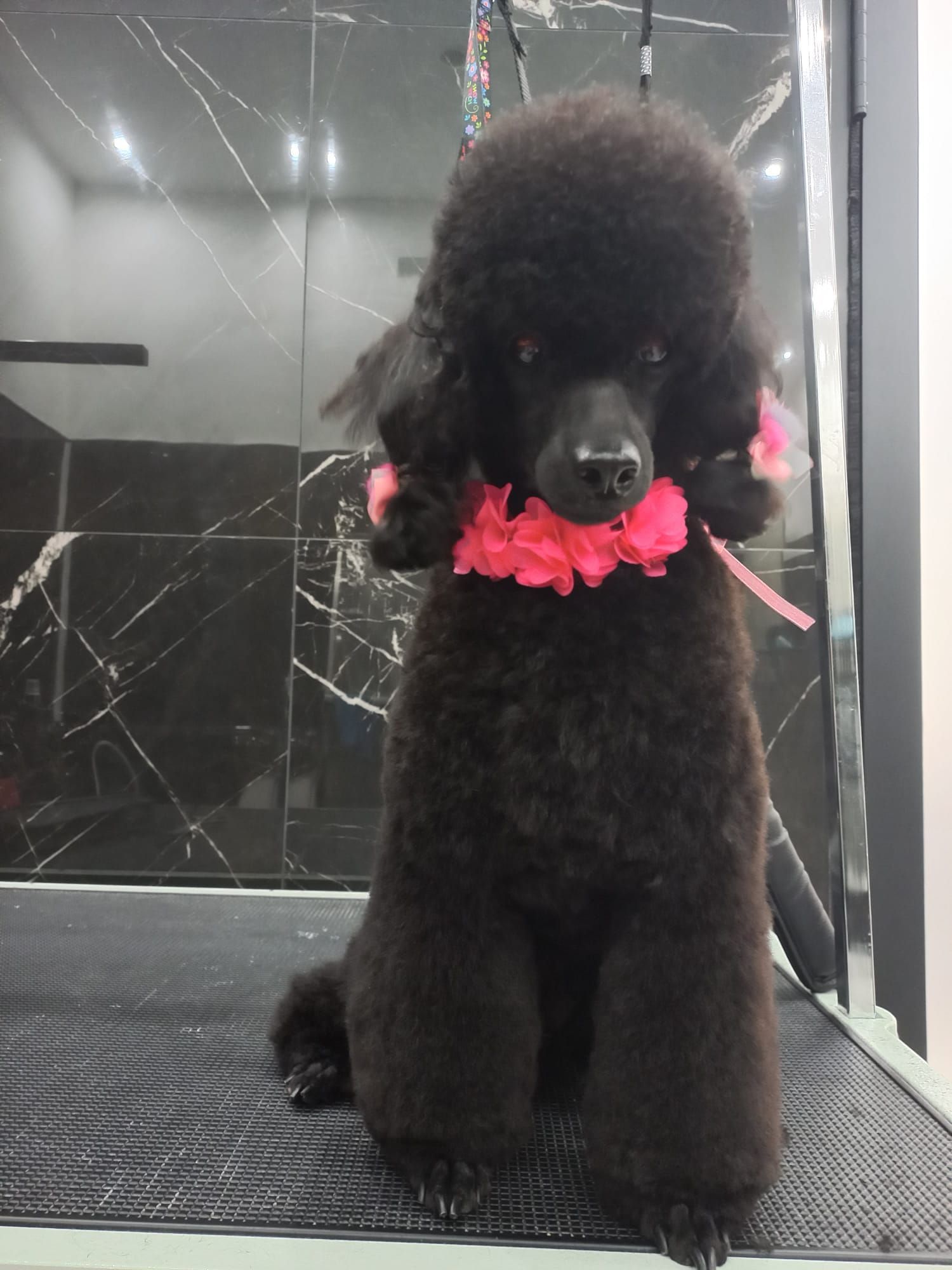 Un barboncino nero con una ghirlanda di fiori rosa è seduto su un tavolo da toelettatura, contro una moderna parete bianca e nera.