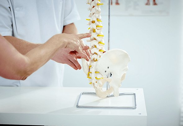 Chiropractor Explains Patient Using Plastic Model — New Bedford, MA — Fairhaven Chiropractic Office