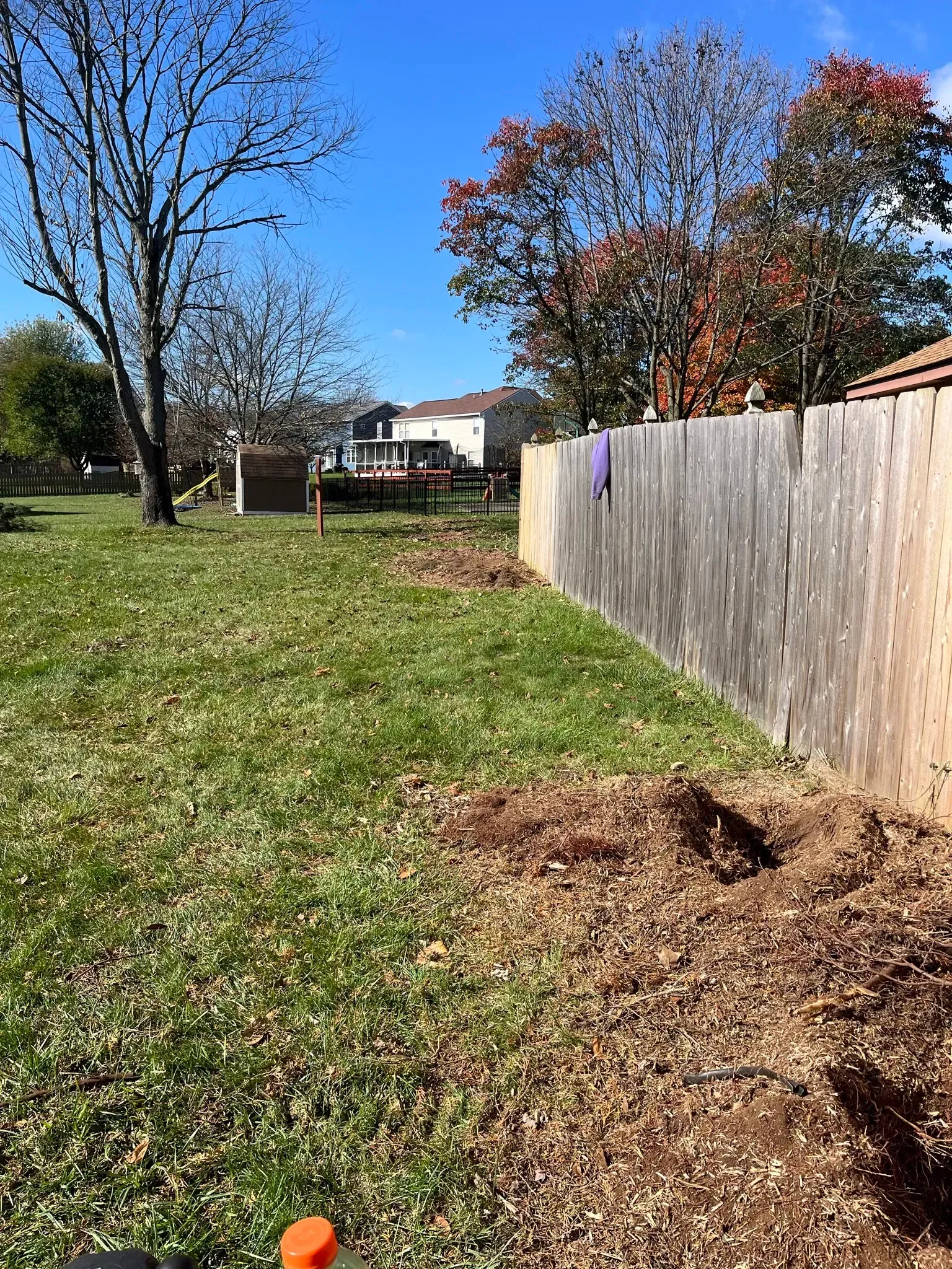 Backyard scene with a wooden fence, brown mulch, and a grassy lawn under a blue sky.