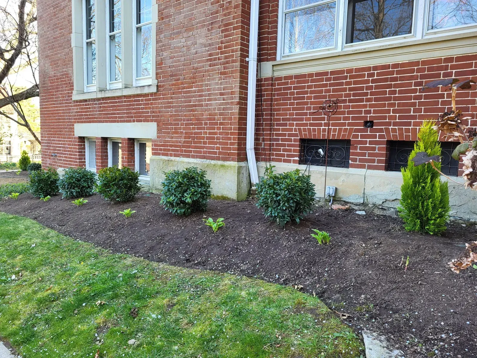 Row of green bushes and a tall evergreen planted in dark mulch next to a red brick building.