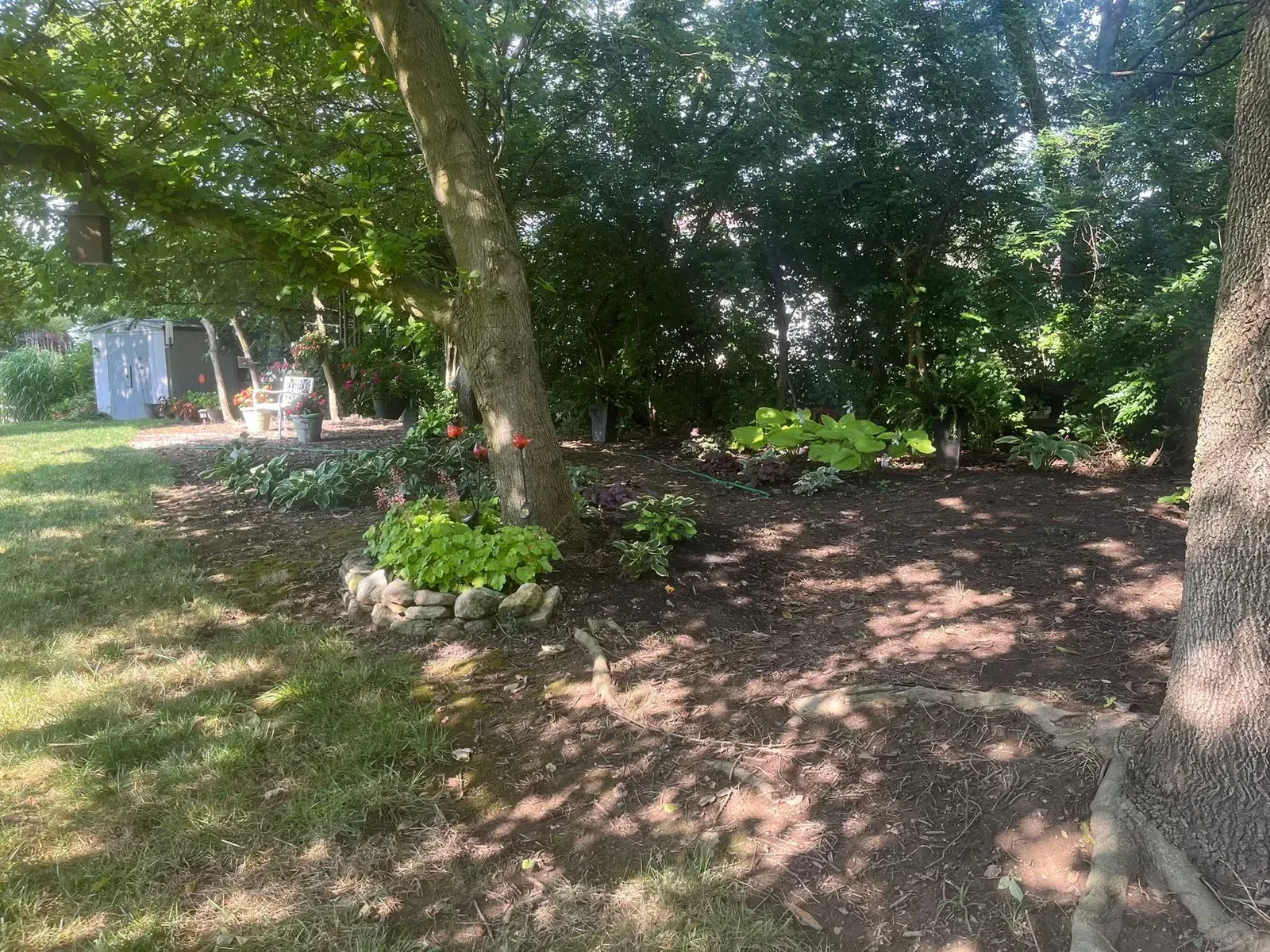 A shady backyard garden with a tree, flowers, and a shed.