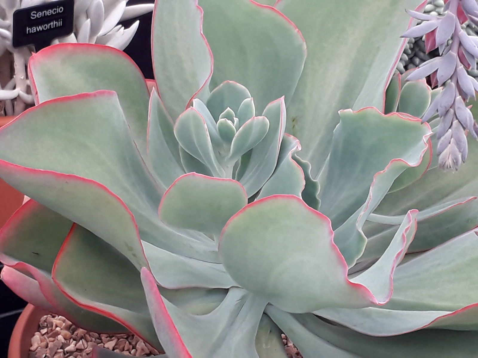 Echeveria Gigantea