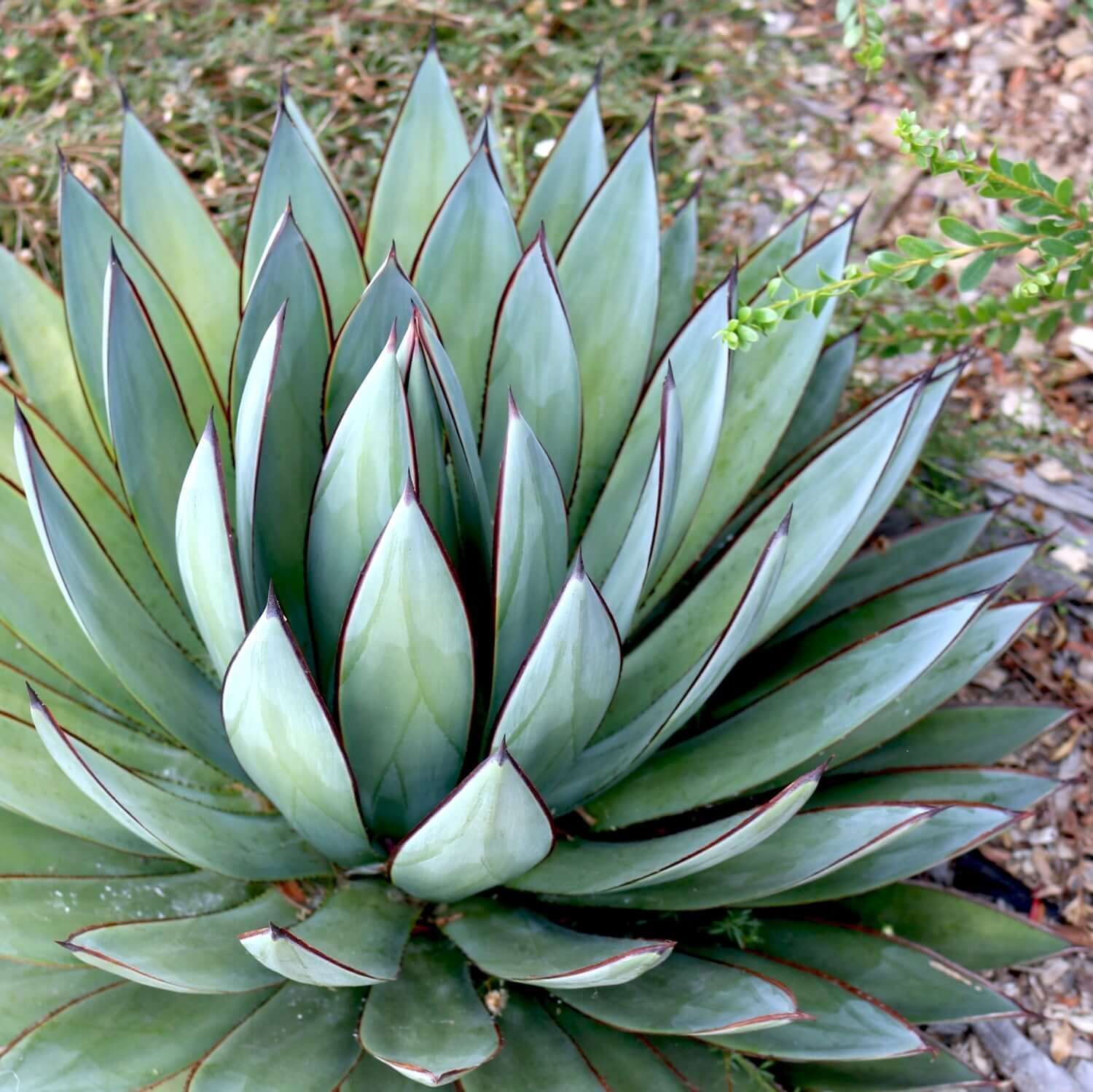 Agave Blue Glow