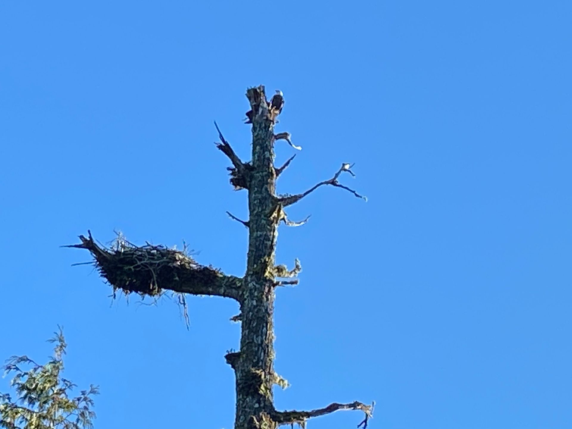 A tree with a bird nest on top of it against a blue sky.
