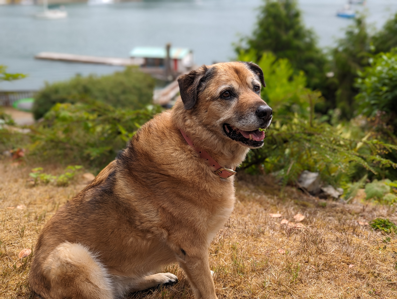 A brown and white dog is sitting on top of a grass covered hill.