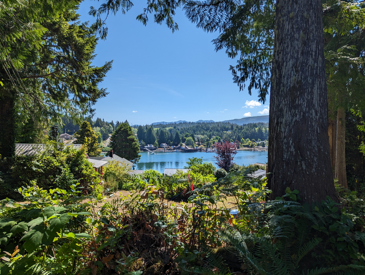 A view of a lake through the trees on a sunny day