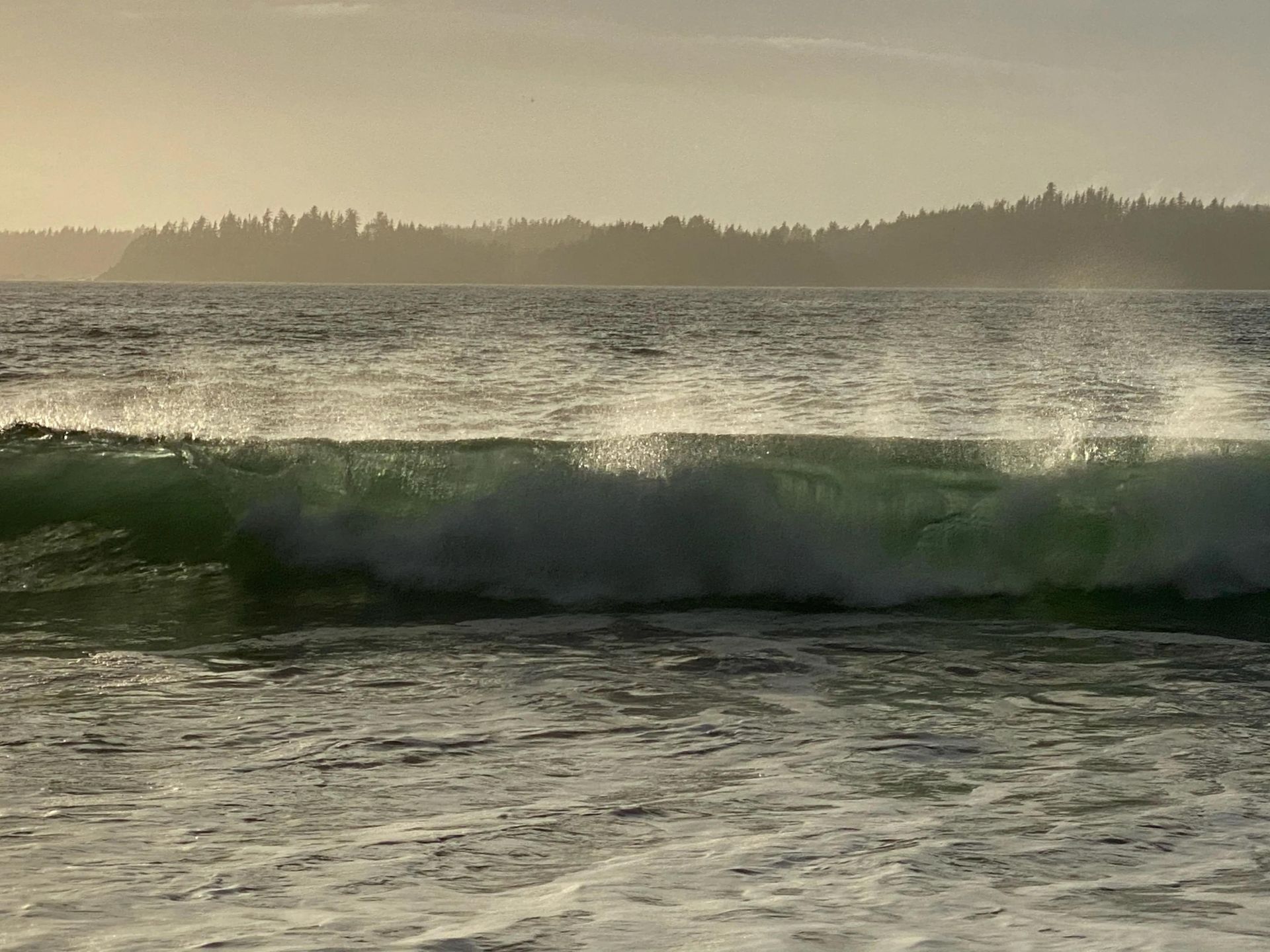 A wave is breaking in the ocean with trees in the background.