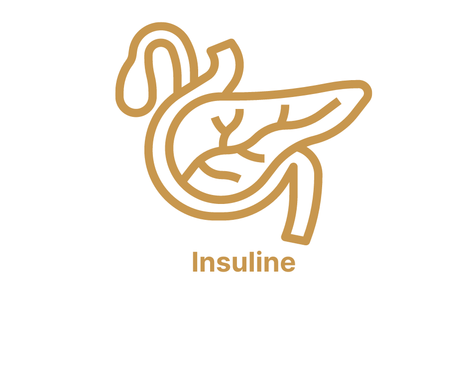 diabetes, insuline, pancreas