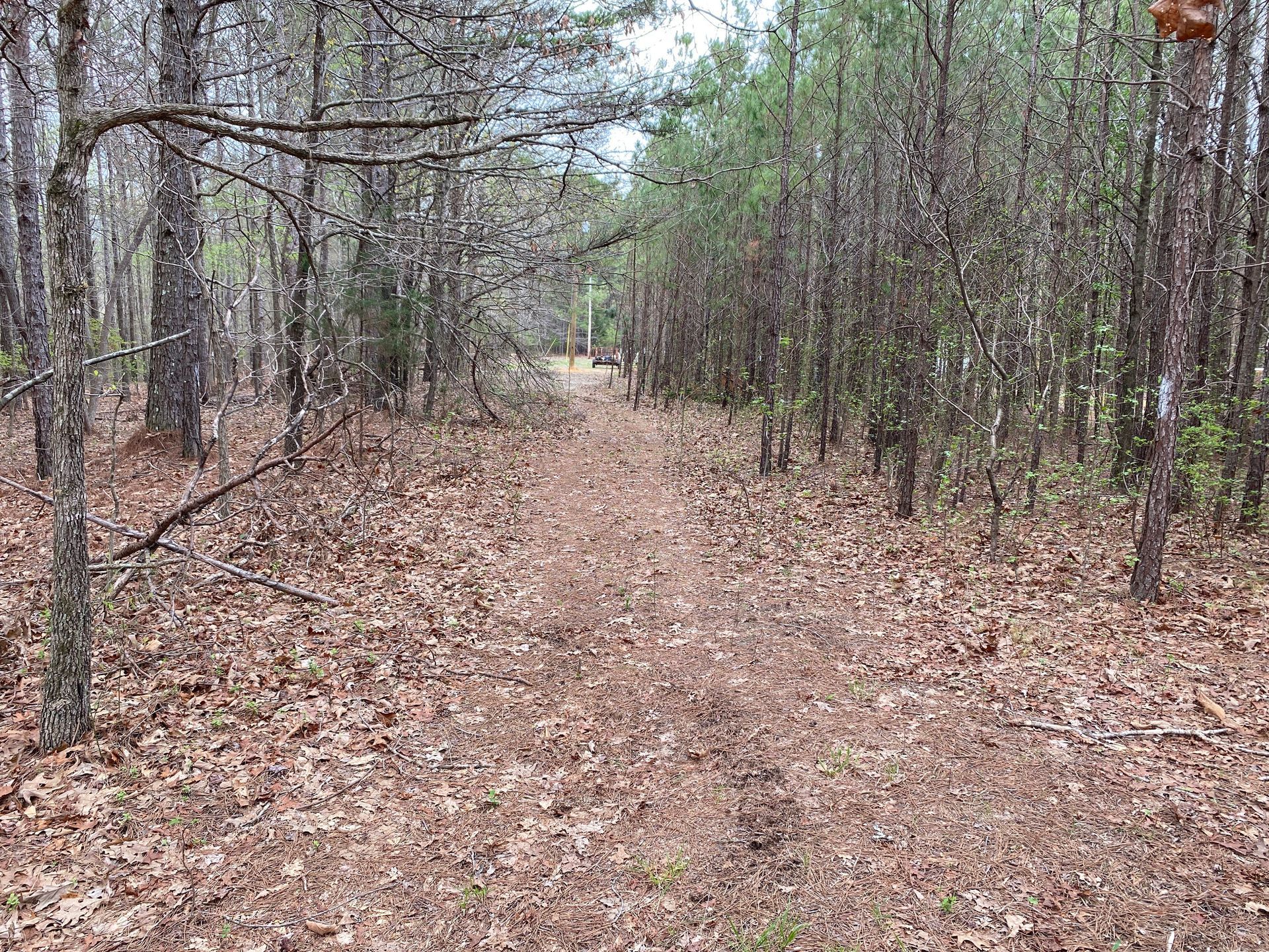 Trail through a forest, covered in brown leaves, trees line both sides.