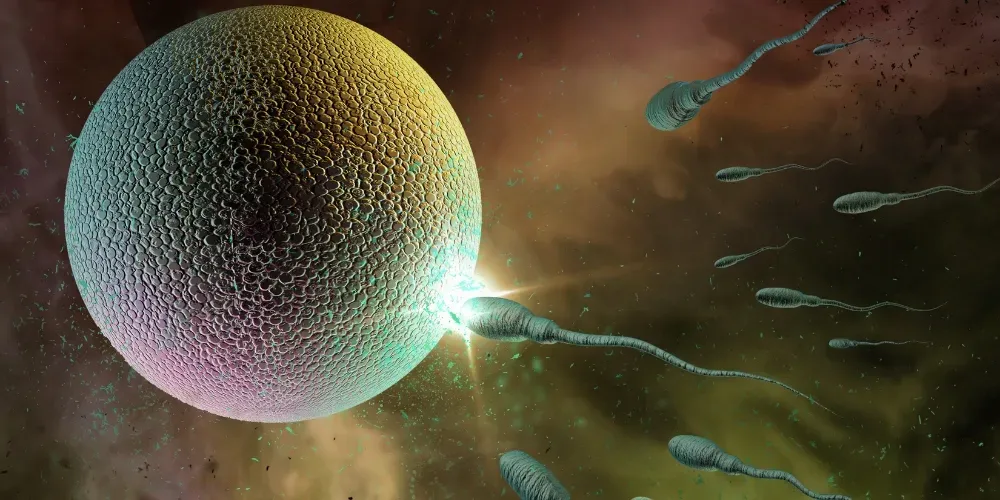 Exploration urologique de la fertilité