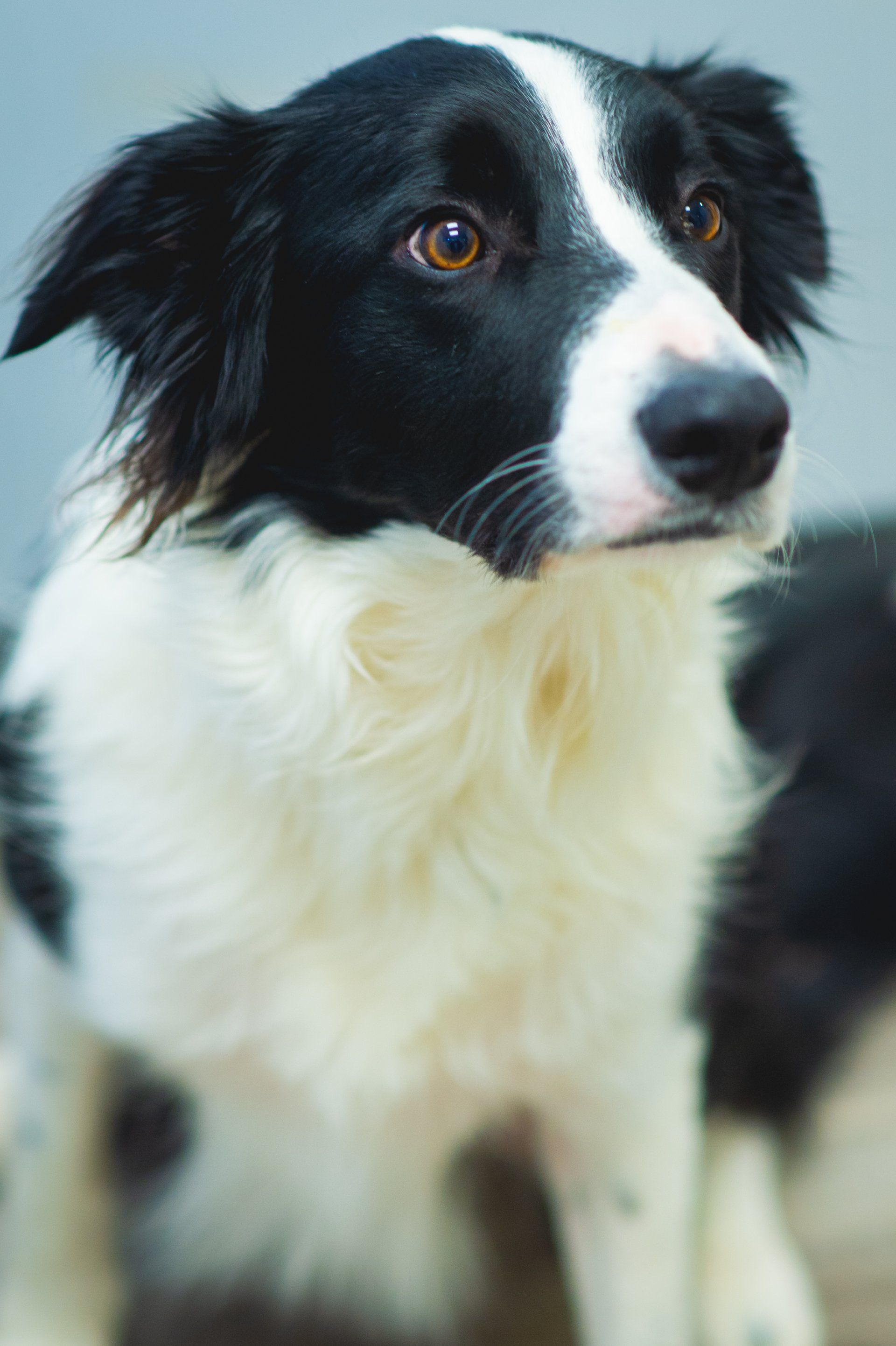 Dog friendly dentist in eastern Oregon