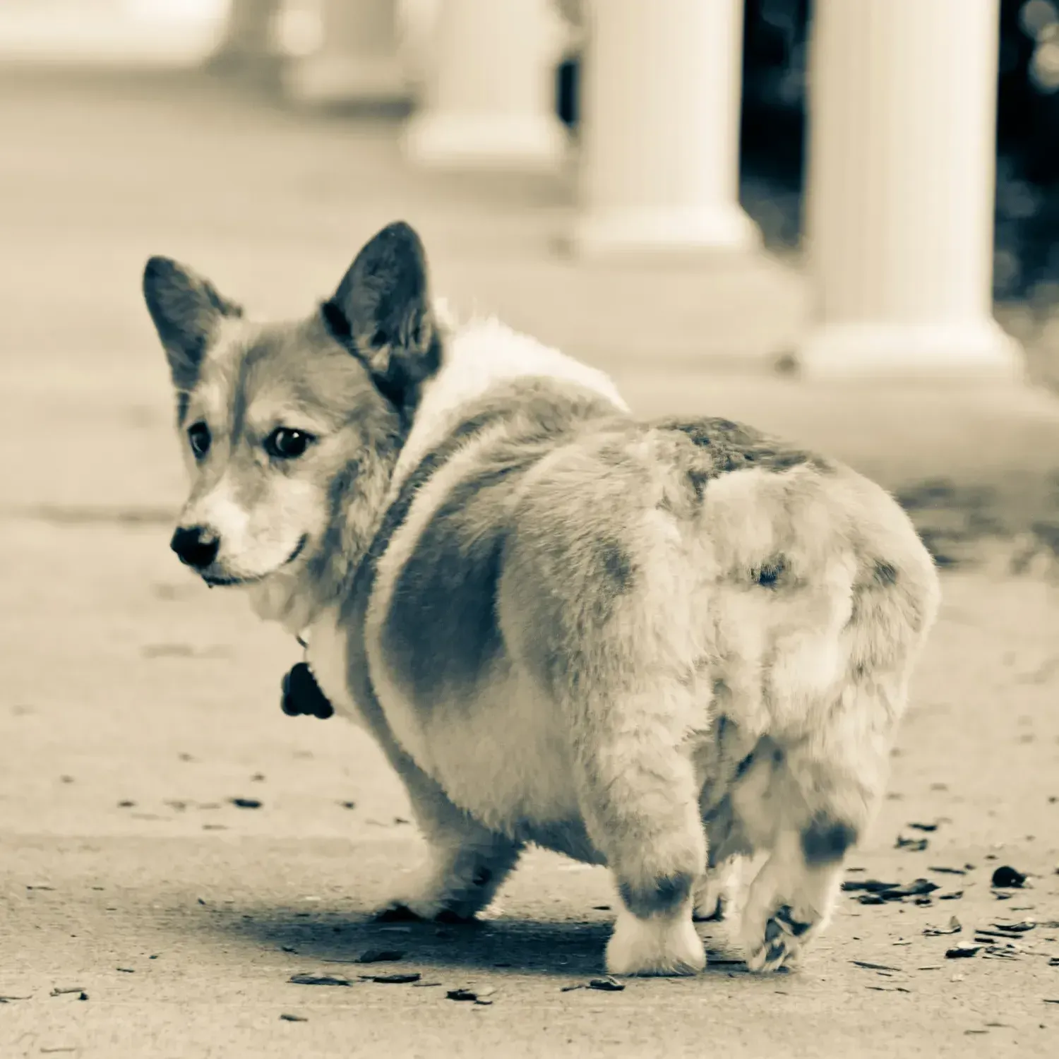 A brown and white dog is walking on a sidewalk