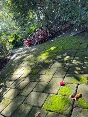 Brick pathway covered in green moss, shaded by trees, with red plants in the background.