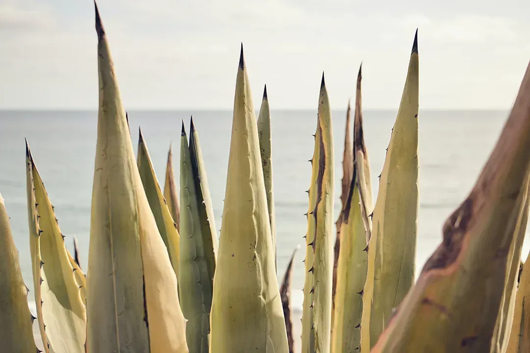 Aloe vera plant on beach Whittier, ca