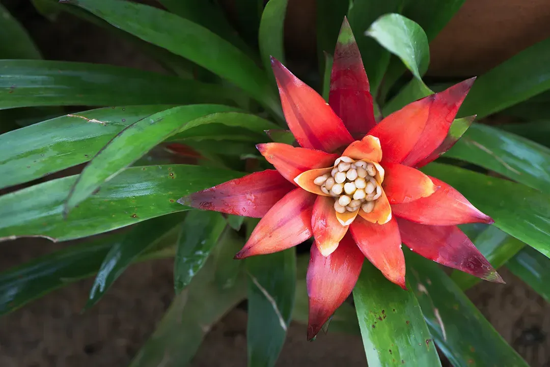 Bromeliad flower in bush Whittier, CA