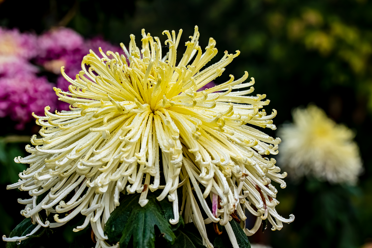 Large Pale Yellow Spider Chrysanthemum In Full Bloom With Long Curled Petals