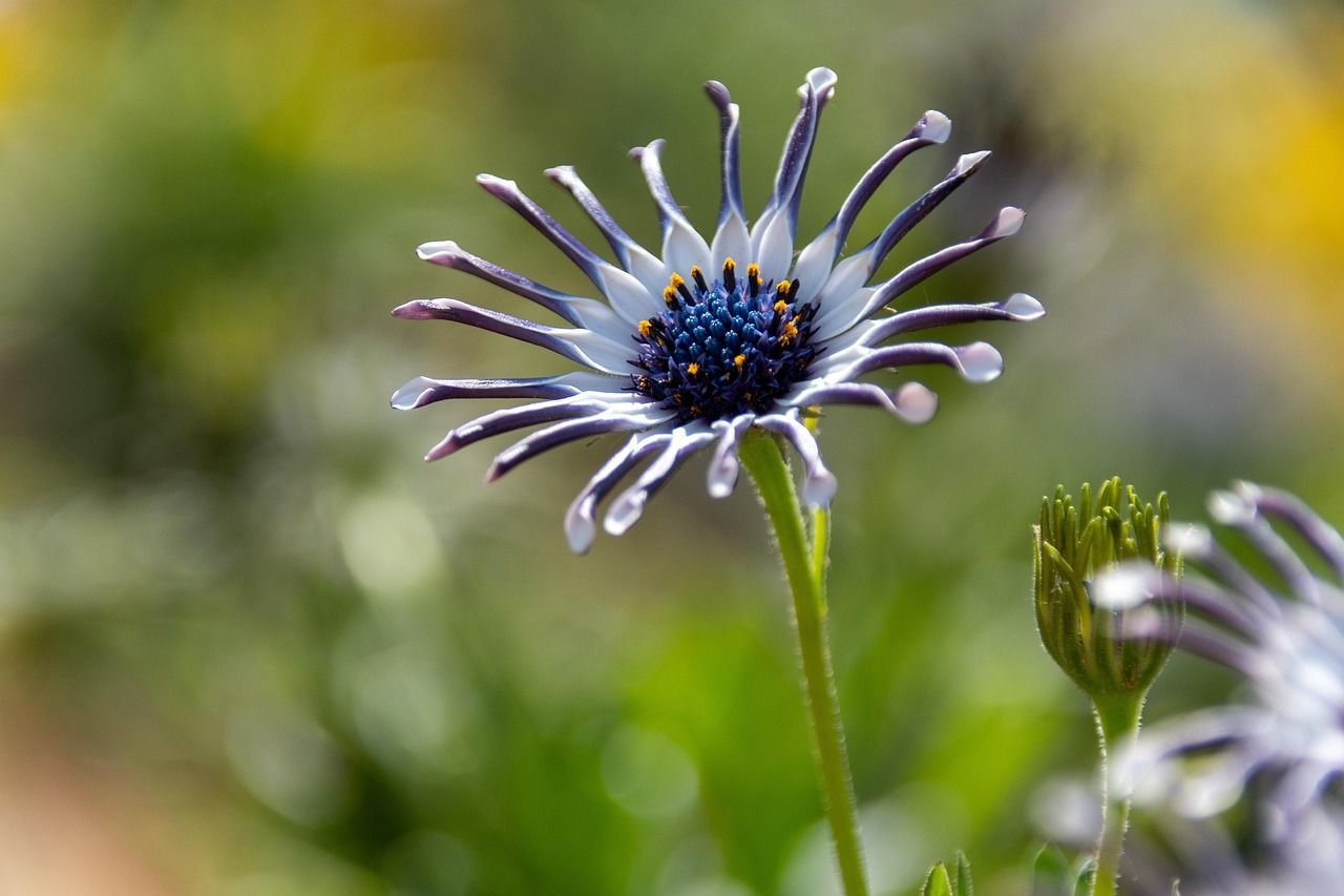 Close-Up Of A Unique Spoon-Petal Daisy With Purple And White Curved Petals