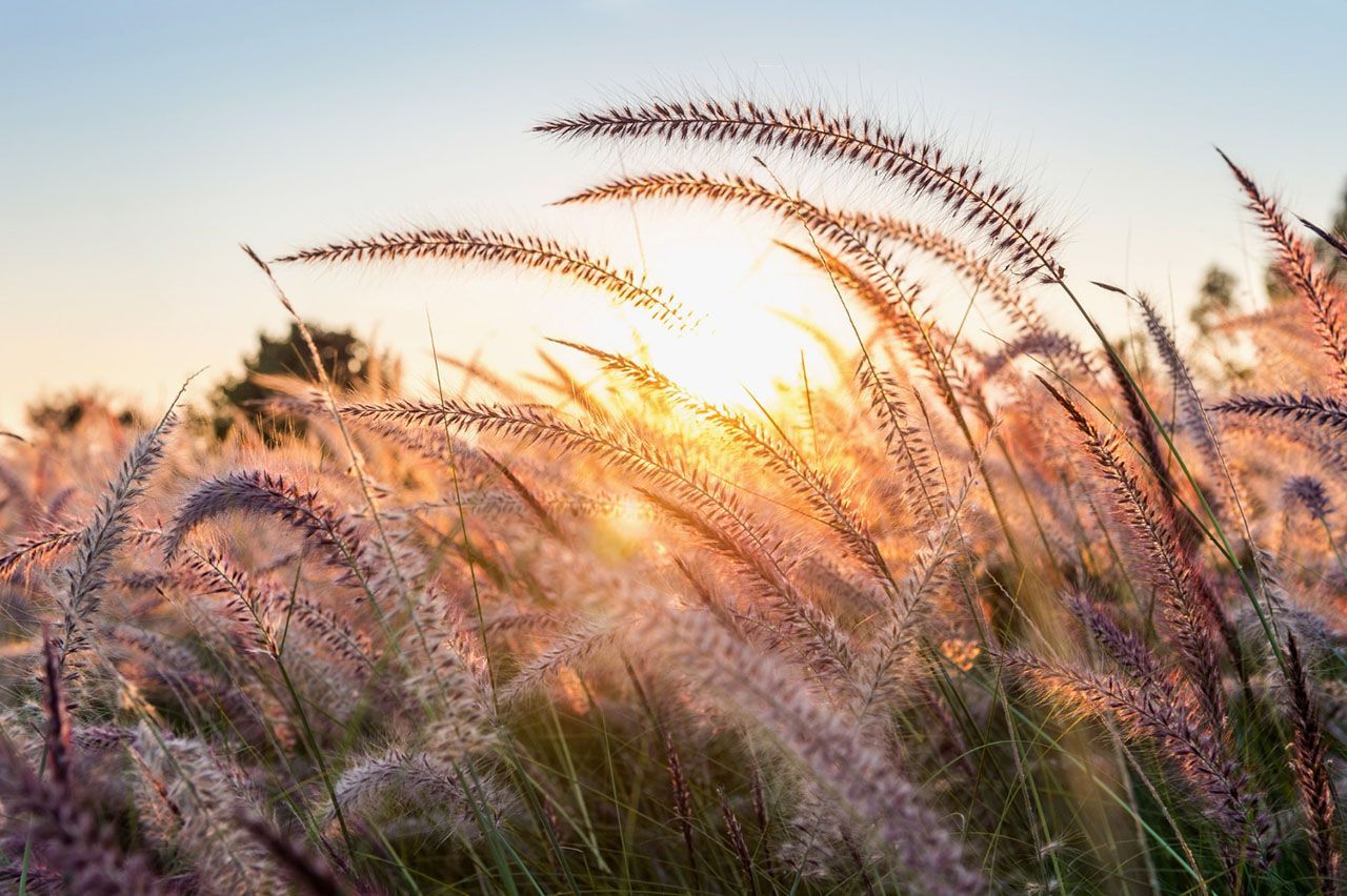 Golden Sunlight Shining Through Tall Fuzzy Grass Stalks in a Peaceful Field at Sunset