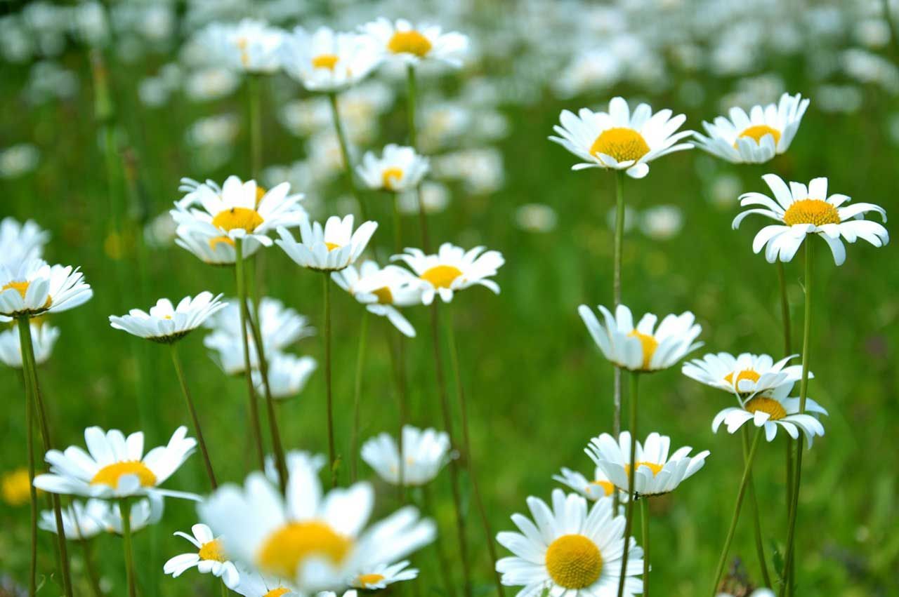 White Daisy Flowers In Green Meadow With Soft Blurred Background