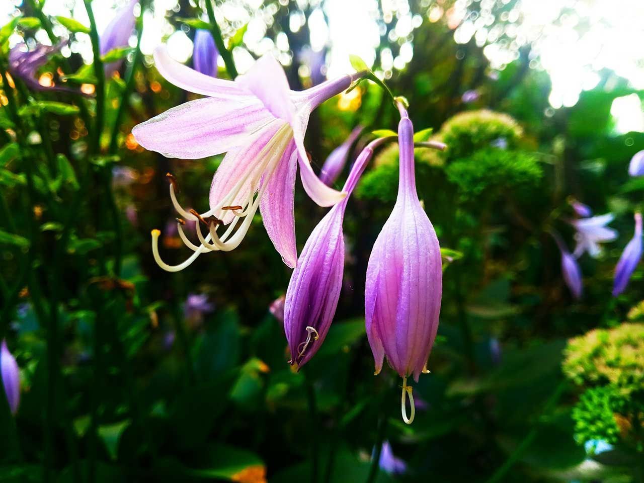 Purple Bell Shaped Flowers Blooming In Lush Garden Setting