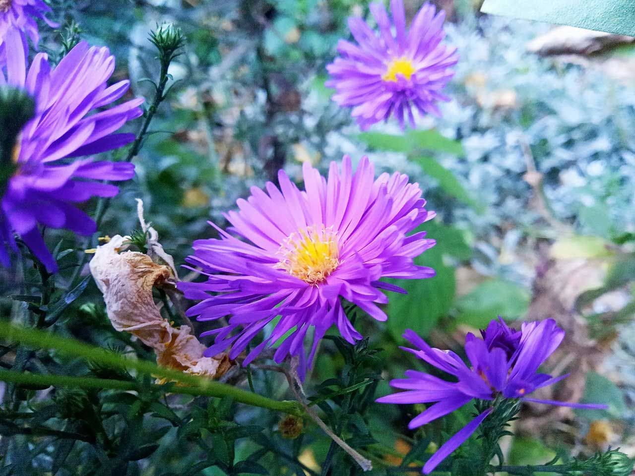Purple Flowers With Yellow Centers In Garden Setting