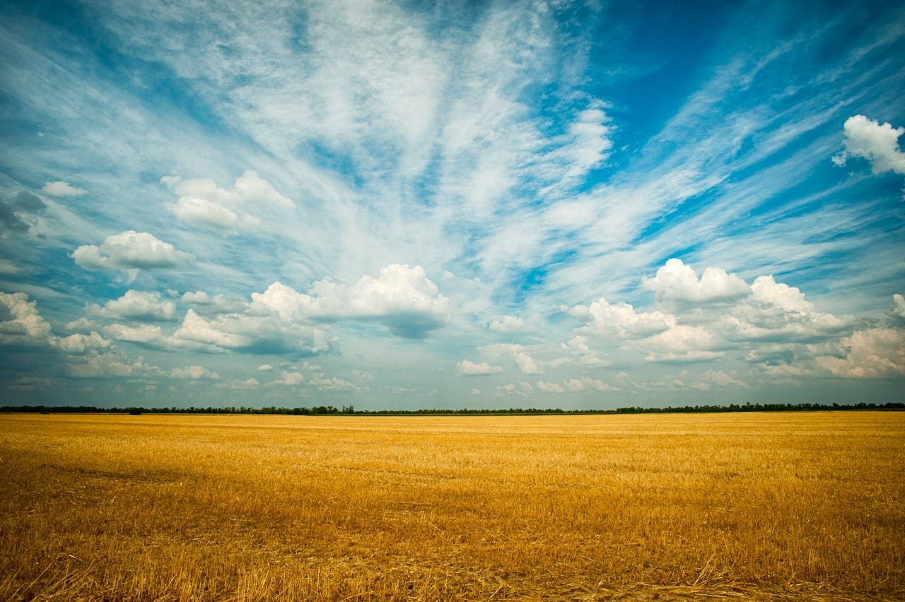 Golden Open Field Beneath Expansive Blue Sky With Soft White Clouds