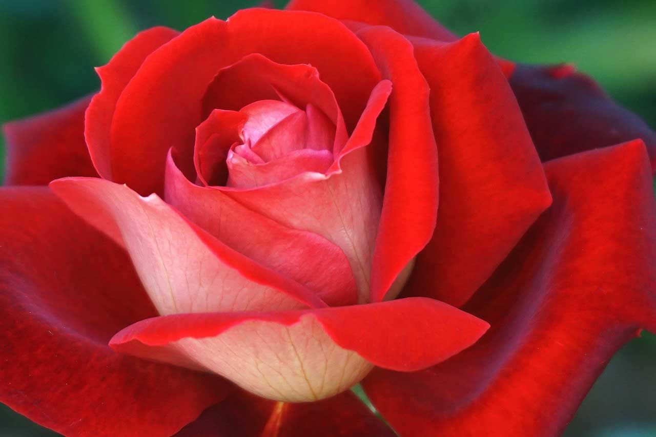 Close-Up of Red Rose with Soft Pink Inner Petals