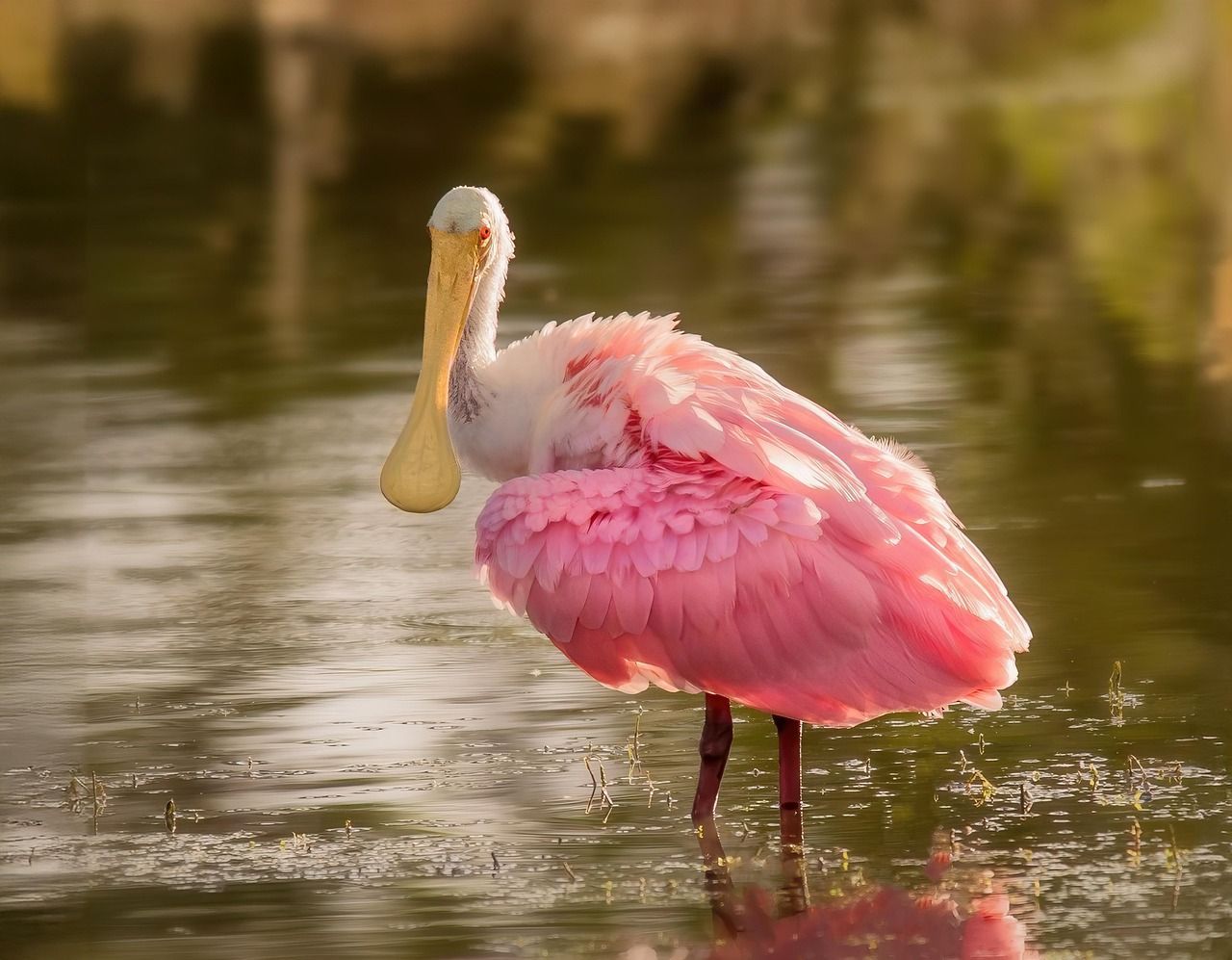 Pink Roseate Spoonbill Standing In Shallow Water With Soft Reflections