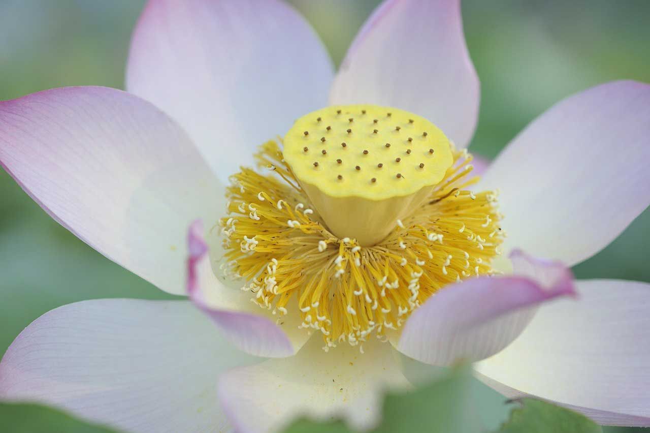 Close-Up of Pink Lotus Flower with Yellow Seed Pod and Golden Stamens