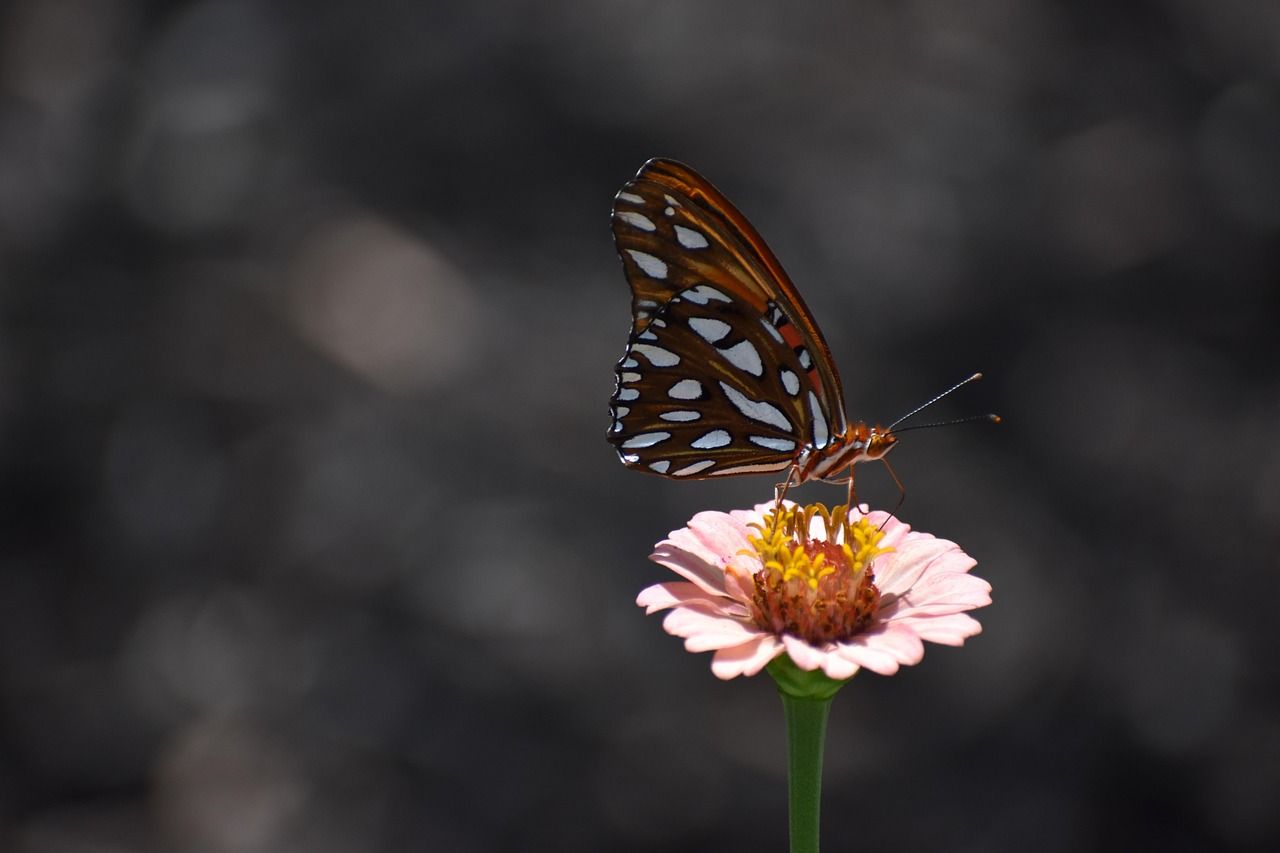Brown-And-White Spotted Butterfly Resting On A Pale Pink Flower