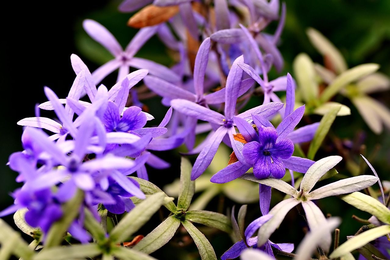 Cluster Of Star-Shaped Purple Flowers With Soft Green Leaves In A Lush Garden Setting