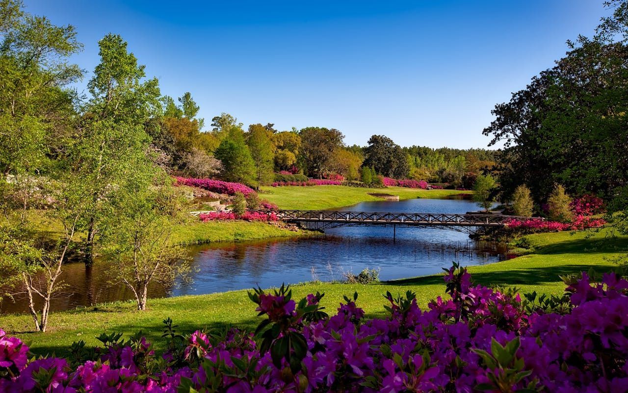 Scenic Garden with Blooming Pink Flowers, a Wooden Bridge Over a Calm Pond