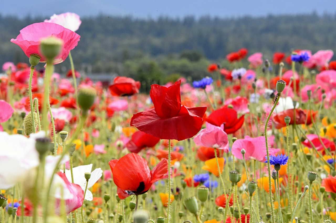 Colorful Field Of Poppies And Wildflowers With Blurred Forest Background