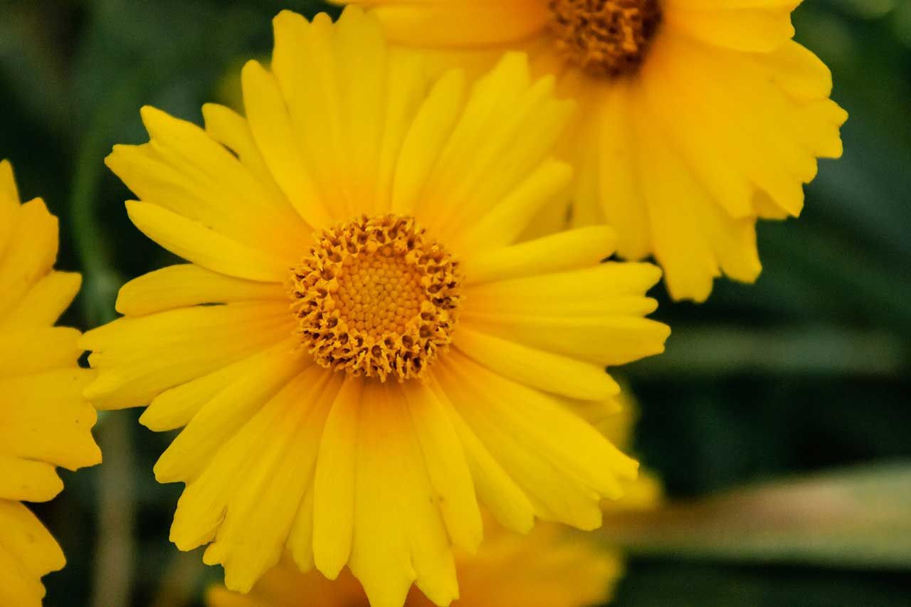 Bright Yellow Flower With Detailed Center And Soft Background