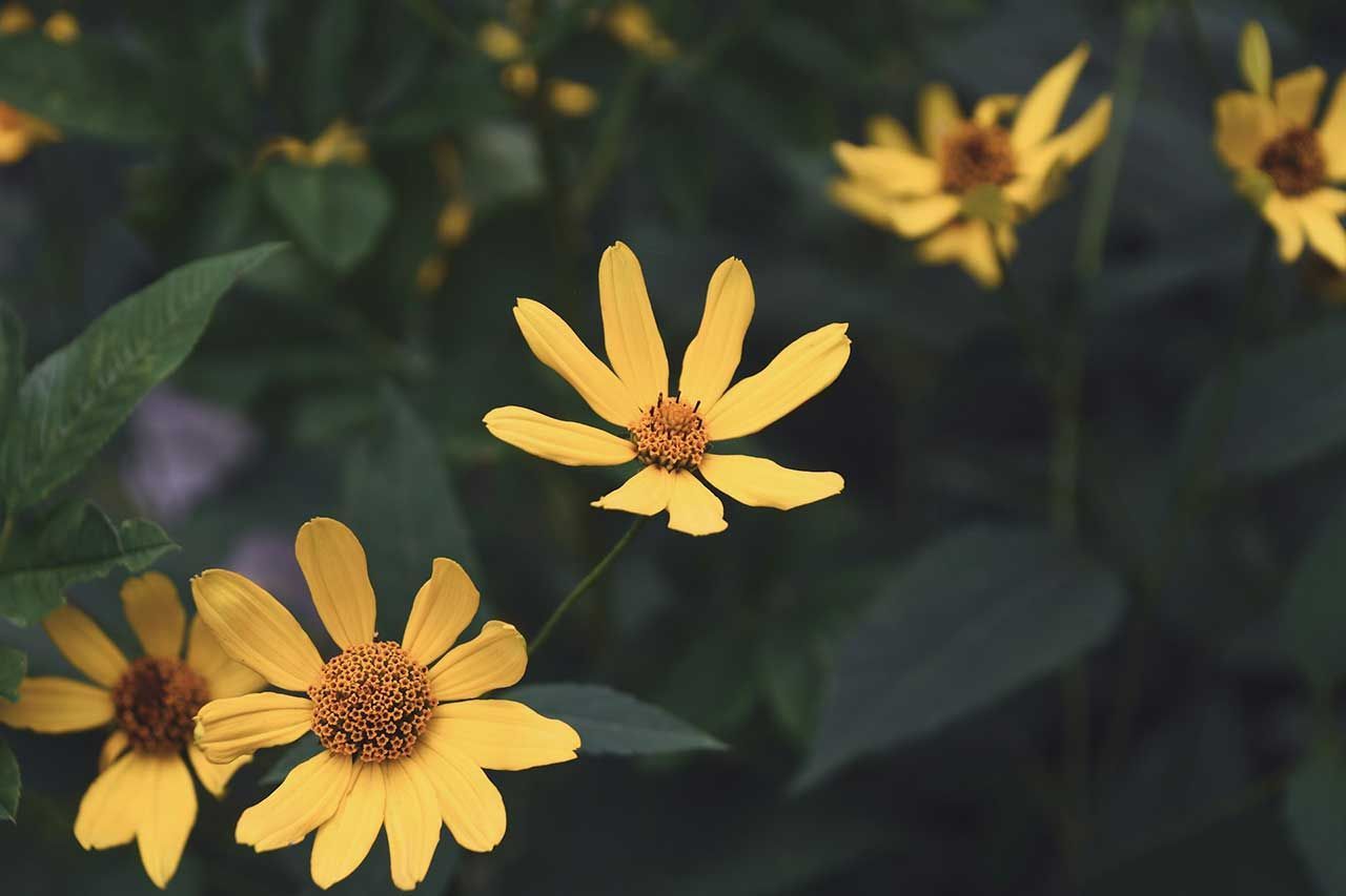 Yellow Flowers With Dark Centers Against Soft Green Background