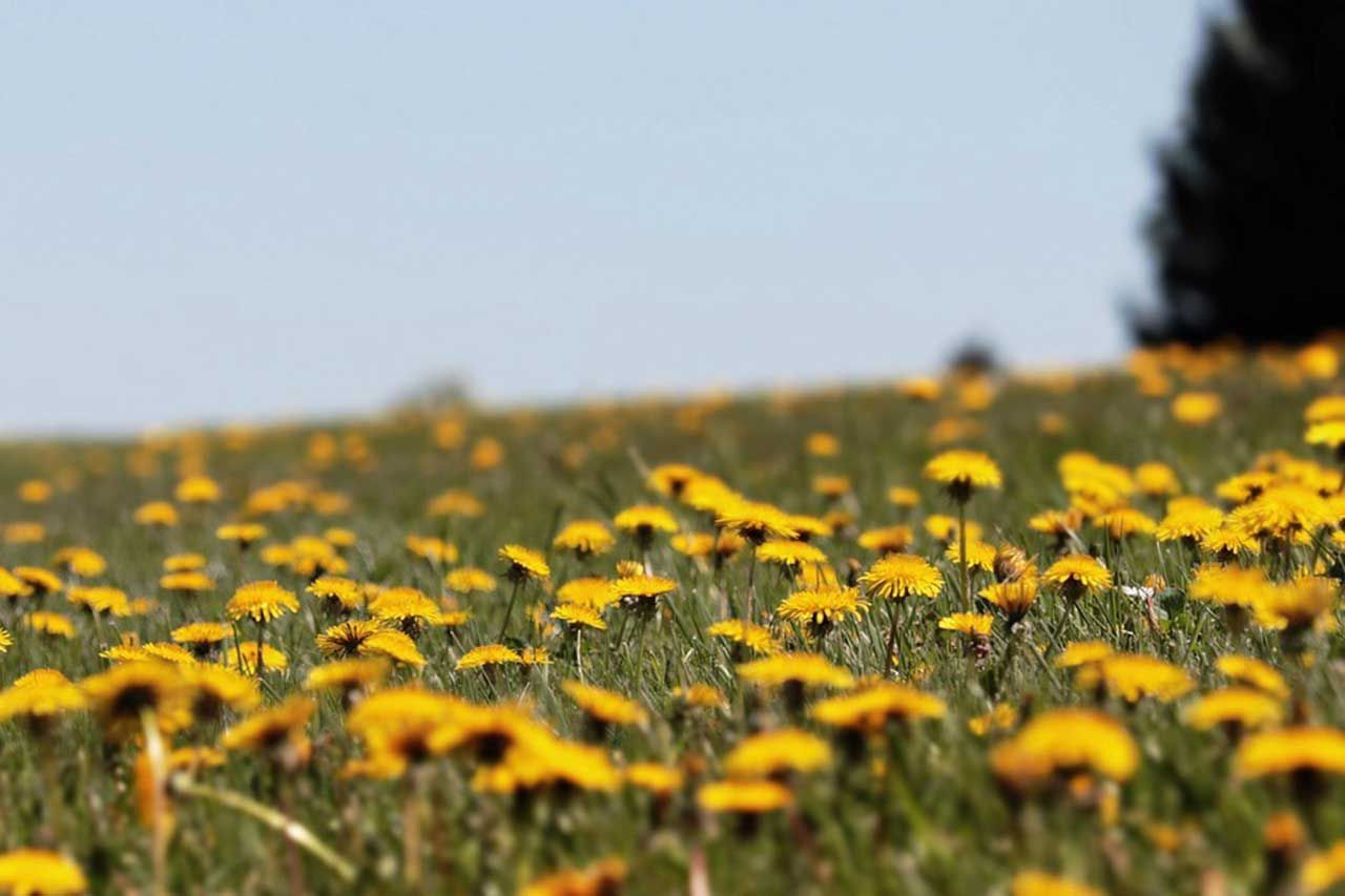 Yellow Dandelion Field Stretching Across Grassy Meadow