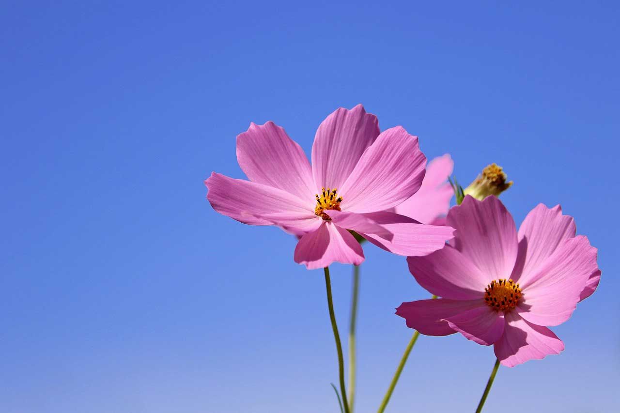 Pink Cosmos Flowers Against Clear Blue Sky