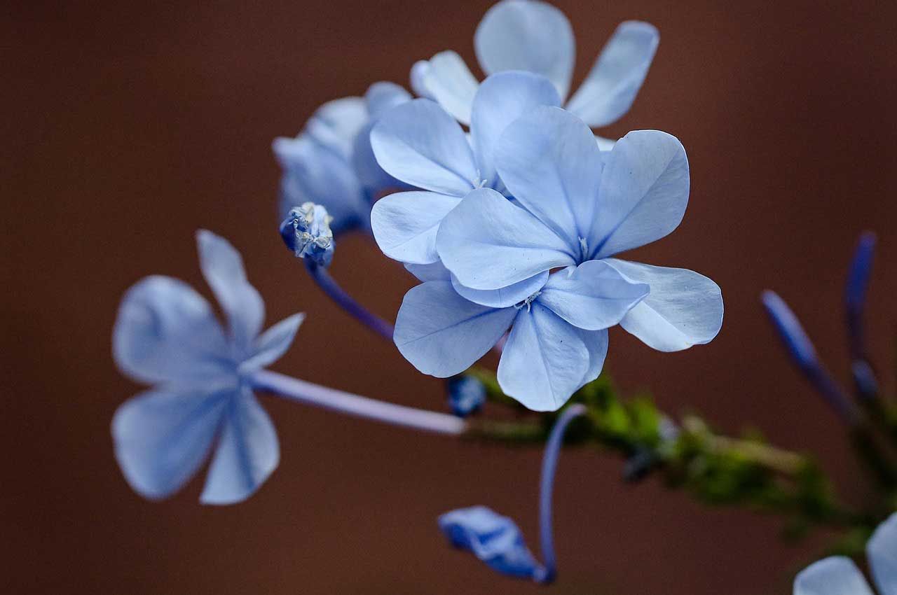 Light Blue Flowers on Slender Stems Against Soft Brown Background
