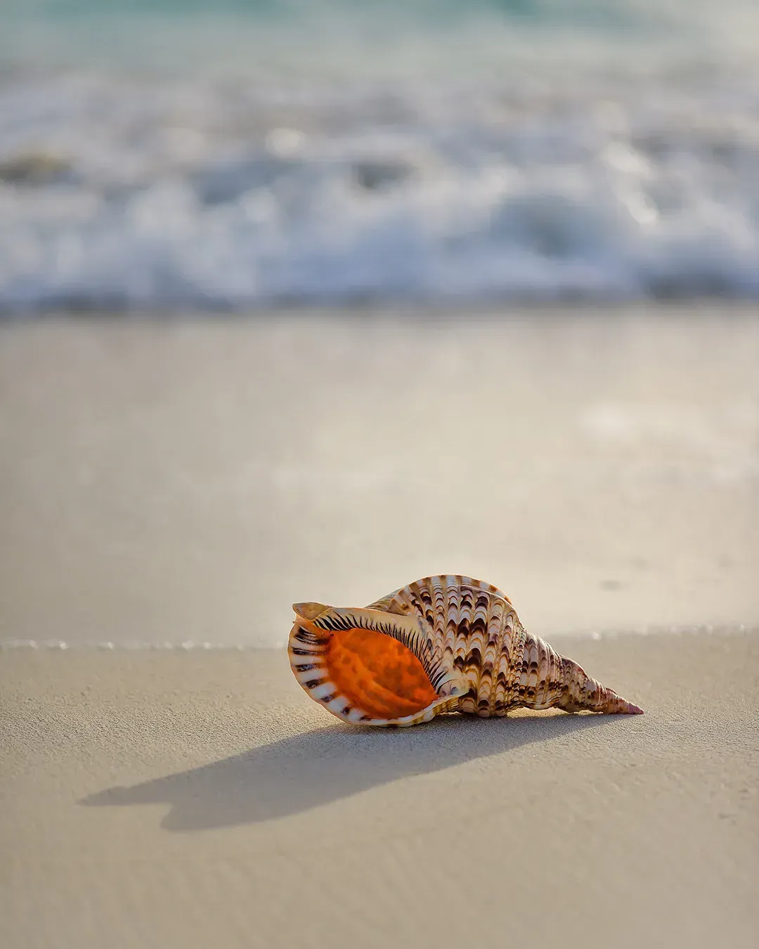 Sea Shell on beach in Whittier, CA