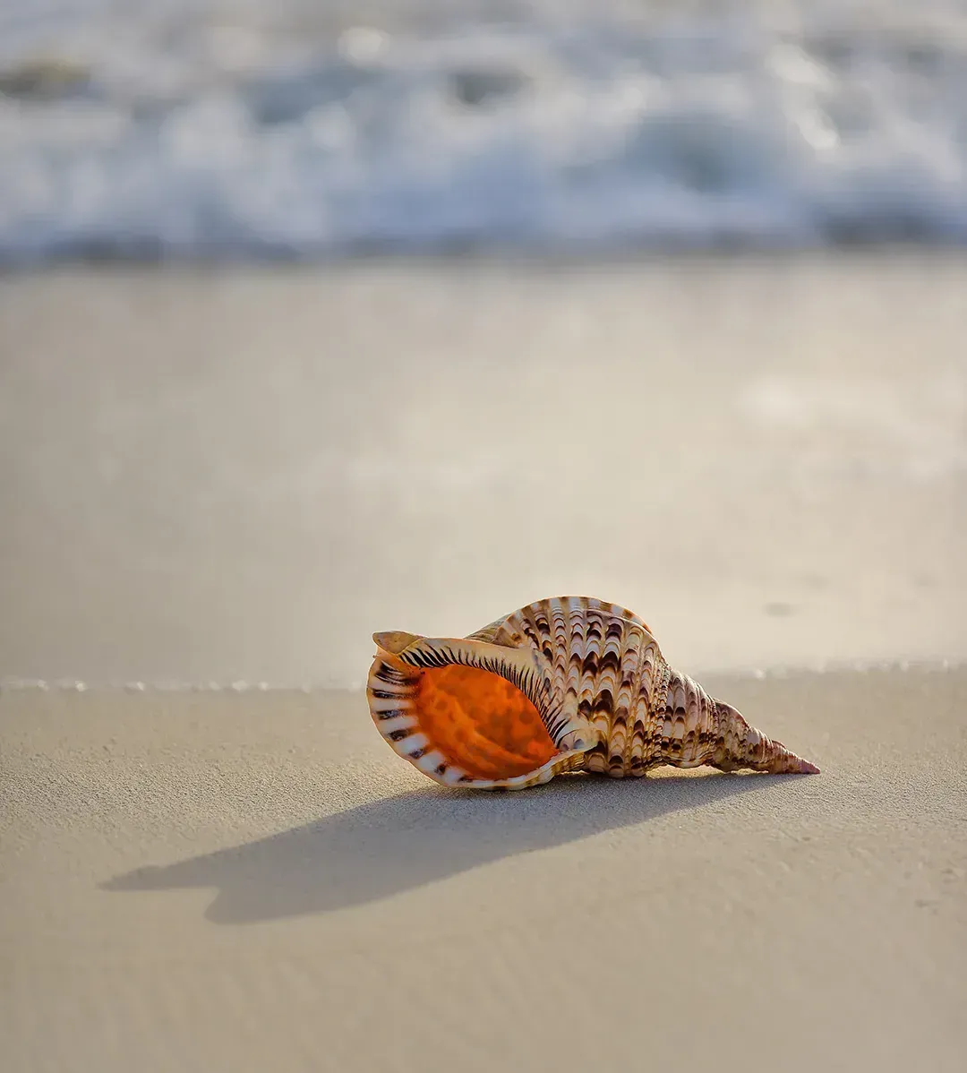 Sea Shell on beach in Whittier, CA