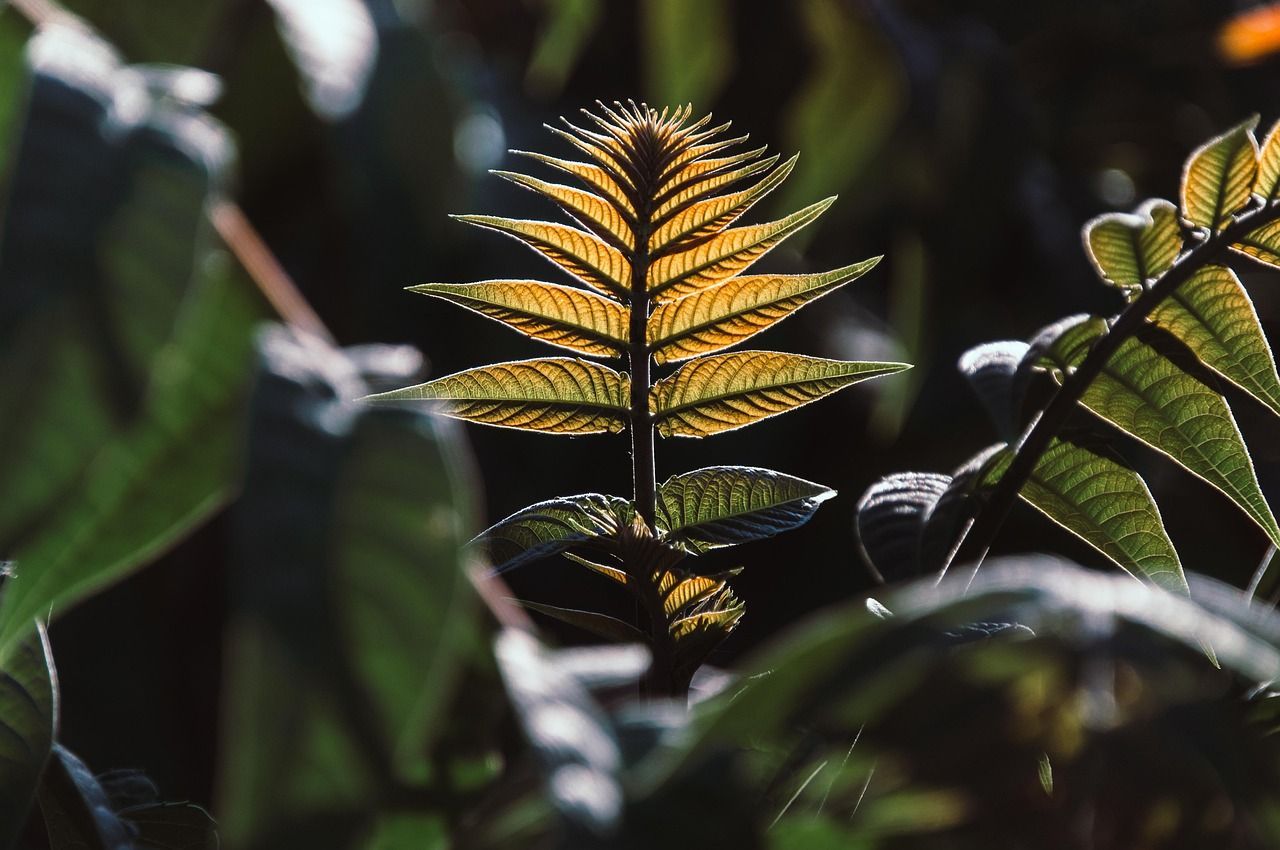 Sunlit Fern Frond Emerging From Lush Green Foliage