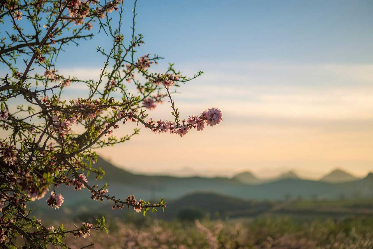 Blooming Tree Branch With Soft Pink Flowers Over Mountain Landscape