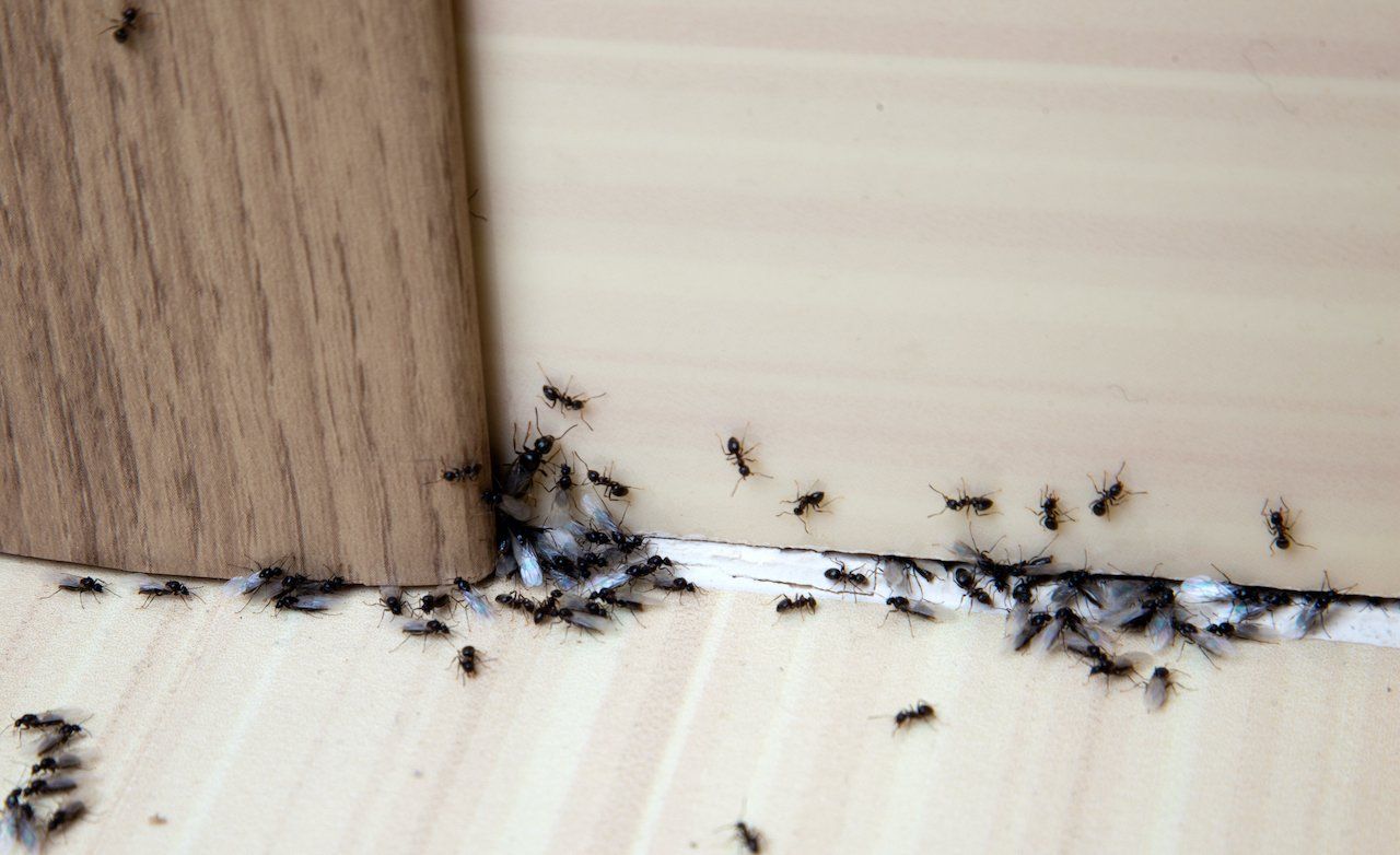ant removal company