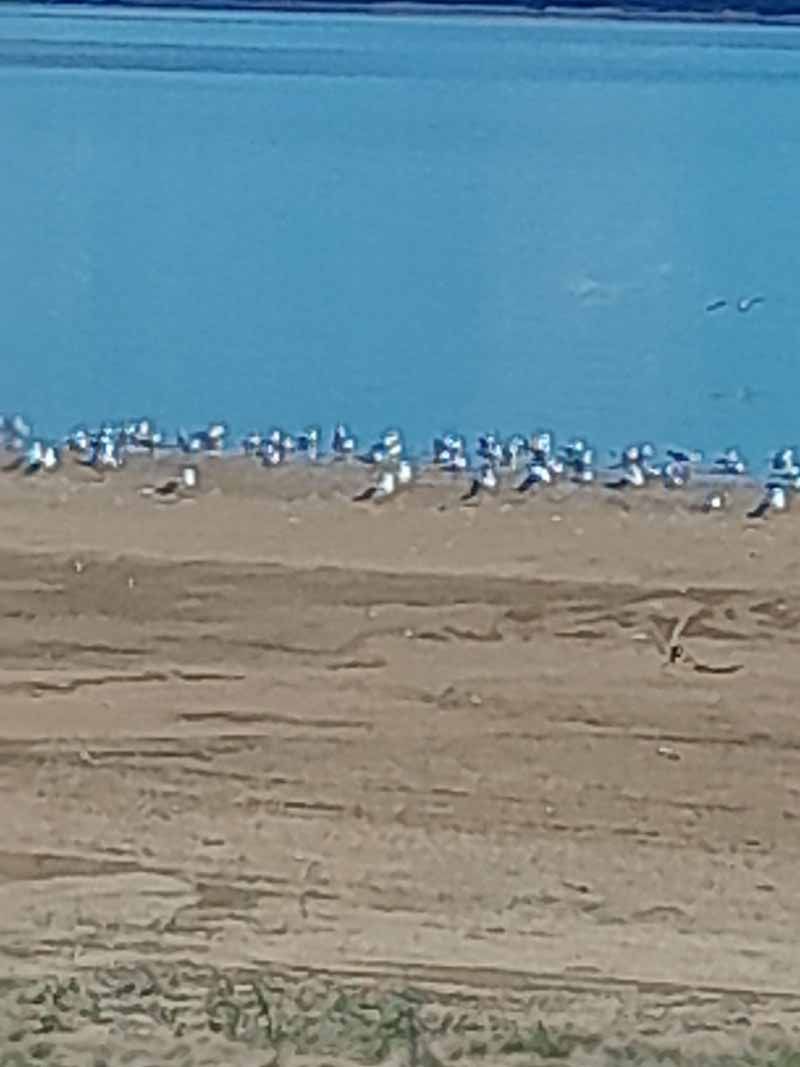 A flock of white birds gathered on a brown sandy shore in front of a blue body of water.