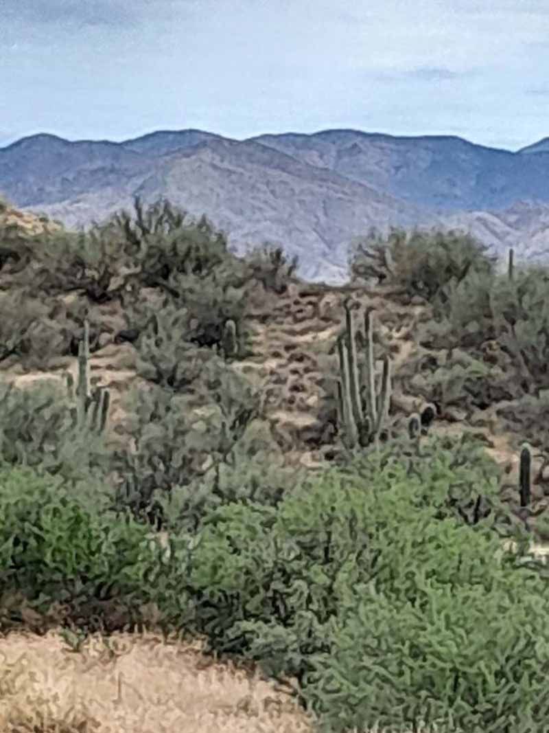Desert landscape with mountains in the background, saguaro cacti and scrub brush in the foreground.