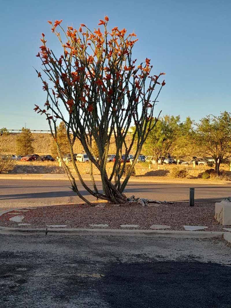 Desert plant with red flowers in a gravel bed, against a blue sky.